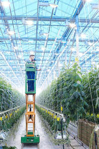 Wide angle portrait of two workers on plantation inspecting vegetable plants standing on mechanic ladder in greenhouse of modern farm, copy space