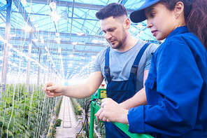 Waist up portrait of two workers inspecting vegetable plants standing on mechanic ladder in greenhouse of modern plantation, copy space