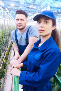 Portrait of two workers on plantation carrying boxes with rich harvest in greenhouse of modern farm, woman in foreground