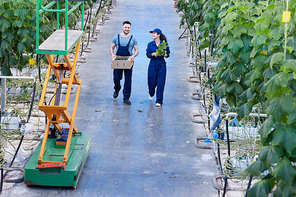 Full length portrait of two workers on plantation carrying boxes with rich harvest walking between beds in greenhouse of modern farm, copy space