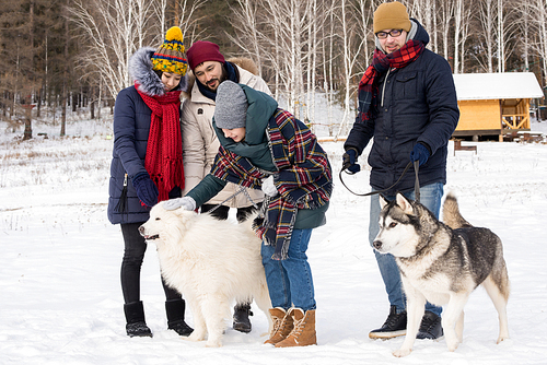 Full length portrait of two young couples walking beautiful husky dogs in winter woods