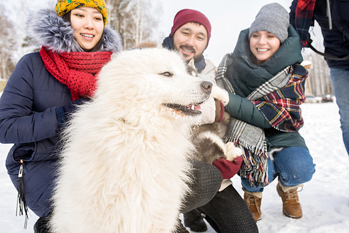 Portrait of three happy young people enjoying time playing with gorgeous while Samoyed dog outdoors in winter, focus on dog