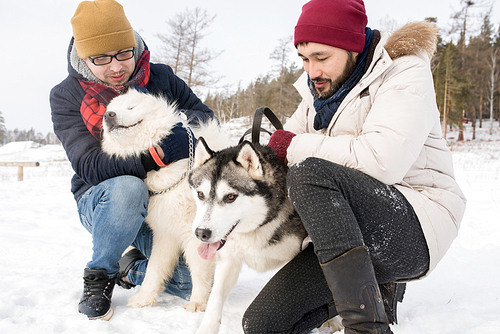 Portrait of two young men playing with gorgeous dogs while enjoying time during walk outdoors in winter, copy space