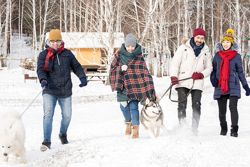 Full length portrait of two young couples enjoying time in winter resort outdoors walking dogs and smiling happily, copy space