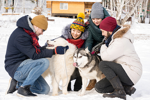 Full length portrait of group of young people petting Husky dogs sitting up on sunny winter day outdoors