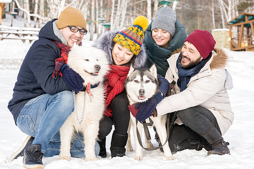 Full length portrait of group of young people posing with Husky dogs sitting up on sunny winter day outdoors