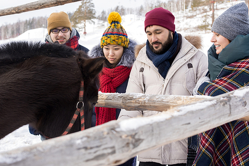 Portrait of four modern young people petting horses standing by wooden fence enjoying nice winter day outdoors, copy space