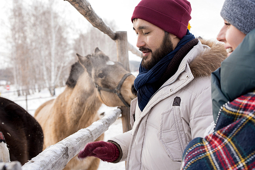 Side view portrait of modern young couple looking at horses standing by wooden fence enjoying nice winter day outdoors, copy space