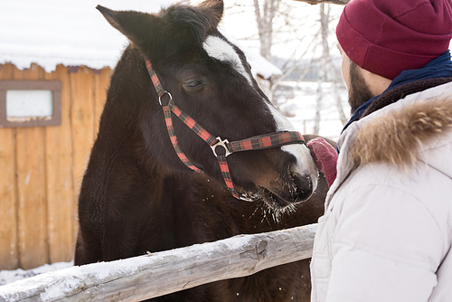 Back view portrait of bearded young man petting horse standing by wooden fence enjoying nice winter day outdoors, copy space