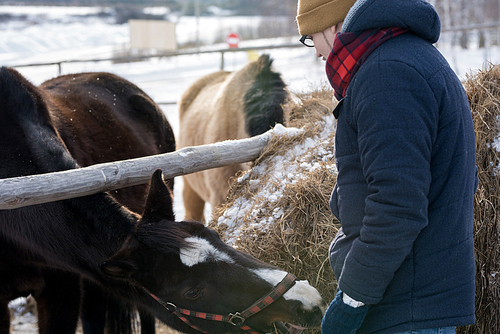 Back view portrait of modern young man feeding horse standing by wooden fence enjoying nice winter day outdoors