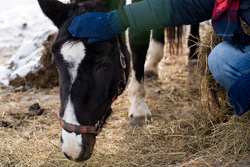 Closeup of unrecognizable man petting horse standing by wooden fence enjoying nice winter day on farm, copy space