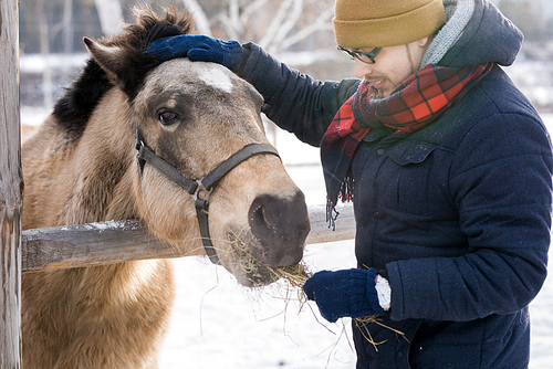 Waist up portrait of modern young man feeding horse standing by wooden fence enjoying nice winter day outdoors