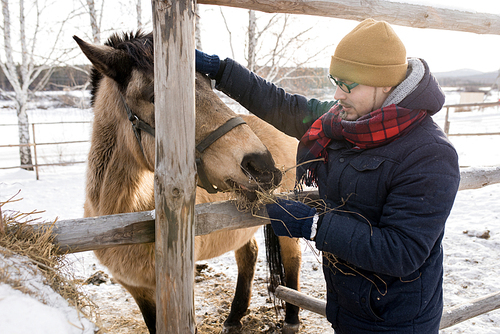 Side view portrait of modern young man feeding horse standing by wooden fence enjoying nice winter day outdoors