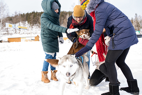 Full length portrait of two young couples having fun in winter outdoors playing with husky dogs, copy space