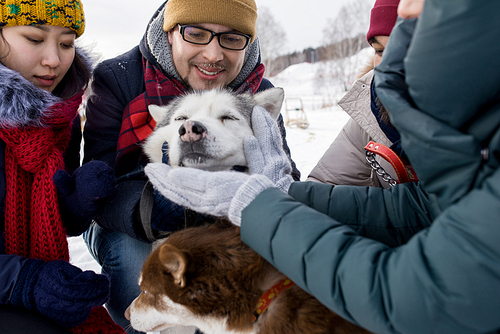 Group of  young people petting gorgeous husky dog outdoors in winter, focus on joyful dog with pink nose enjoying rubs