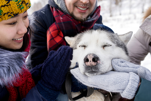 Portrait of young people petting gorgeous husky dog outdoors in winter, focus on joyful dog with pink nose enjoying attention