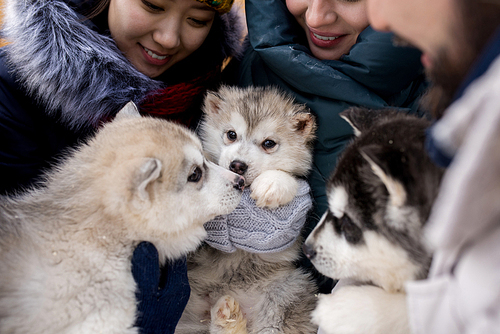 Group of young people holding three adorable puppies of Alaskan husky dog while enjoying winter days outdoors, focus on cute little puppies