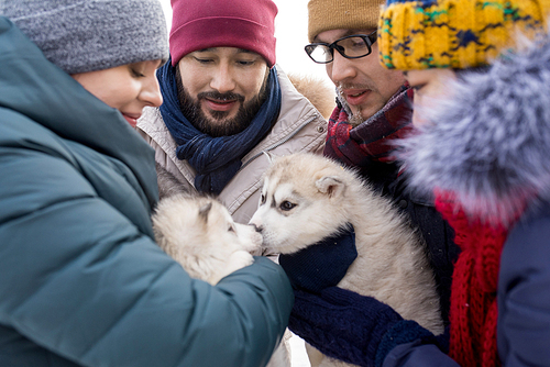 Group of young people playing with adorable husky puppies and enjoying nice winter day outdoors