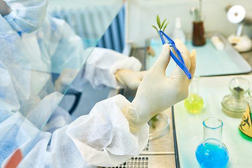 Close up of unrecognizable scientist holding part of green plant with tongs while researching drugs and bacteria in medical laboratory