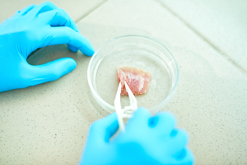 Close-up shot of unrecognizable scientist wearing rubber gloves inspecting cultured meat sample while working in modern laboratory