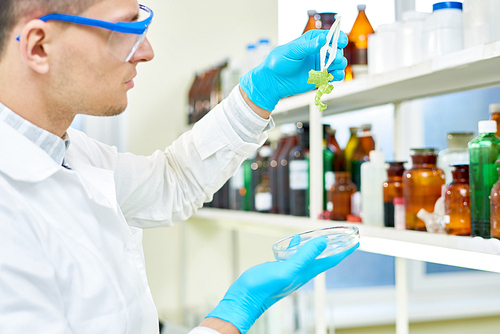 Profile view of concentrated young scientist wearing safety goggles and white coat holding Petri dish in hand while carrying out quality control of lettuce in modern lab.