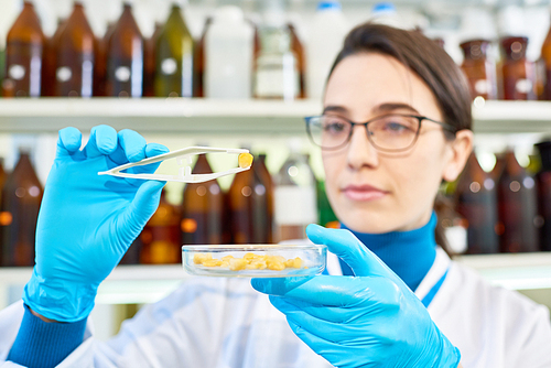 Head and shoulders portrait of dark-haired young scientist wearing white coat and rubber gloves using tweezers while studying sample of genetically modified maize at modern laboratory.