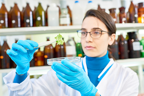 Hard-working young researcher wearing eyeglasses and white coat carrying out quality control of vegetables while standing at modern laboratory