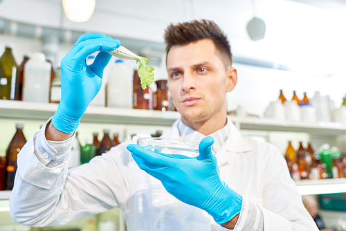 Handsome young scientist wearing rubber gloves and white coat studying sample of GMO lettuce while analyzing result of conducted experiment