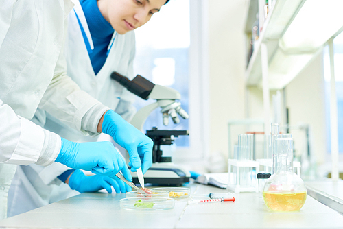 Group of young scientists wearing rubber gloves and white coats standing at laboratory bench and carrying out experiment with samples of vegetables