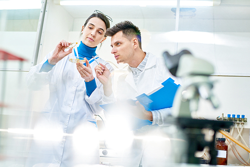 Group of hard-working scientists gathered together in modern laboratory and studying sample of genetically modified maize