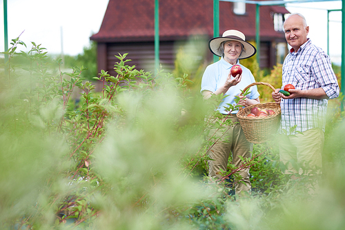 Portrait of happy senior couple posing, smiling at camera, with fresh vegetable harvest on family farm, copy space