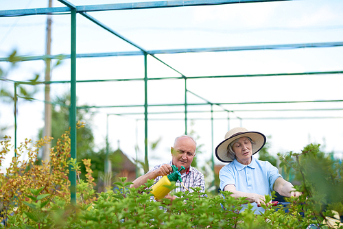 Portrait of happy senior couple working in garden together, treating plants in big glasshouse, copy space