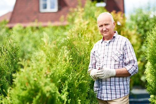 Portrait of balding senior man working in garden caring for plants, copy space