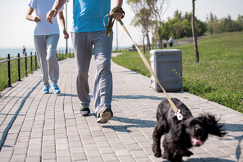 Low section portrait of active senior couple enjoying morning run with pet dog on park, copy space