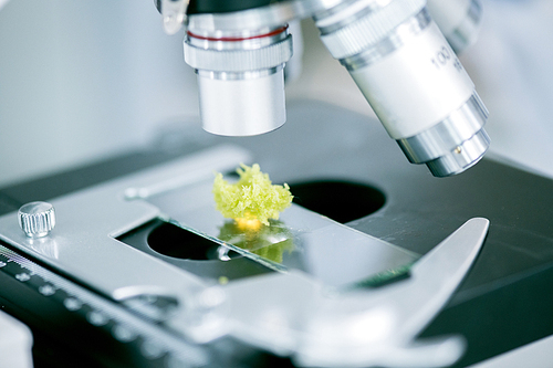 Close-up view of green vegetable fiber on specimen stage being tested under microscope objective lenses