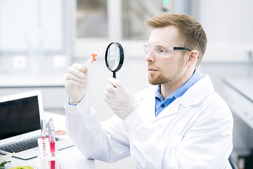 Handsome male microbiologist sitting at desk with laptop and test tubes and looking attentively at pincers with piece of fresh meat through magnifying glass