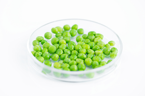 Close up shot  of green peas in petri dish, isolated on white, biochemical lab concept