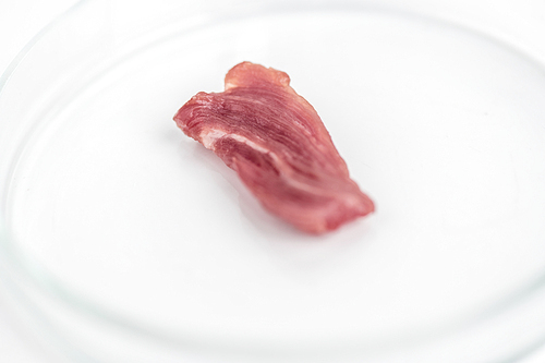 Closeup shot of single piece of meat in petri dish prepared for analysis in biochemical laboratory