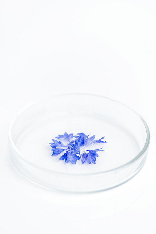 Close up of tiny blue flowers in petri dish over white background, bio material prepared for analysis in laboratory