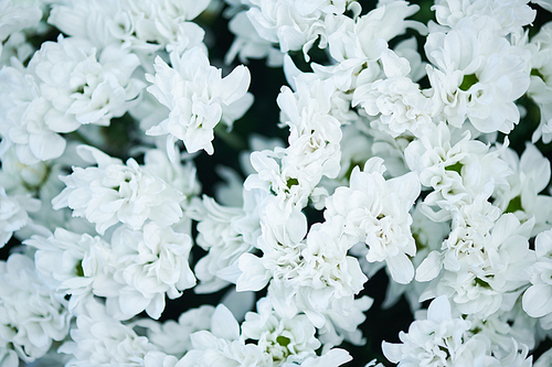 Background of pure white flowers, copy space