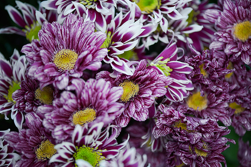 Background of fresh and beautiful chrysanthemum bouquet, copy space