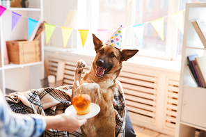 Portrait of unrecognizable woman giving Birthday cake to dog, copy space