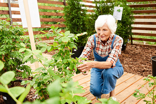 Portrait of smiling senior woman caring for plants in garden or plantation, copy space