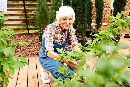 Portrait of happy senior woman caring for plants in garden or plantation, copy space
