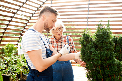 Waist up portrait of two modern farmers caring for plants in garden or plantation, copy space