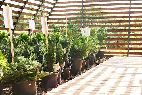 Background image of various potted plants in plantation lit by sunlight, copy space