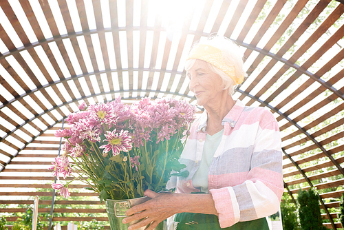 Waist up portrait of happy senior woman holding bucket of flowers in garden lit by sunlight, copy space