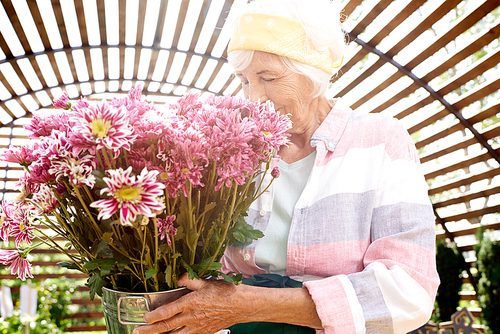 Waist up portrait of happy senior woman smelling flowers in garden lit by sunlight