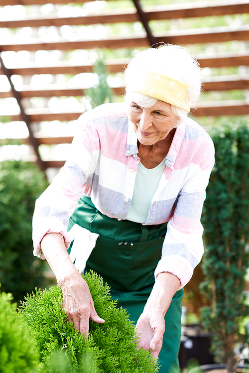 Portrait of happy senior woman caring for plants and trees in garden lit by sunlight outdoors