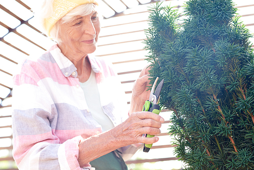 Waist up portrait of smiling senior woman caring for plants and trees in garden lit by sunlight
